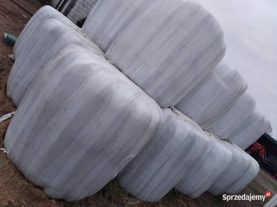 Sprzedam sianokiszonkę Hodowla bydła mazowieckie