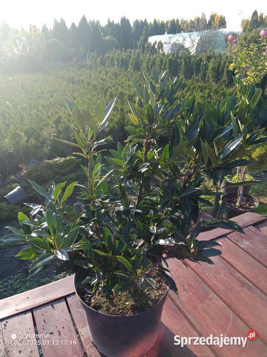 Laurowiśnia Otto Luyken Liściaste Jasło