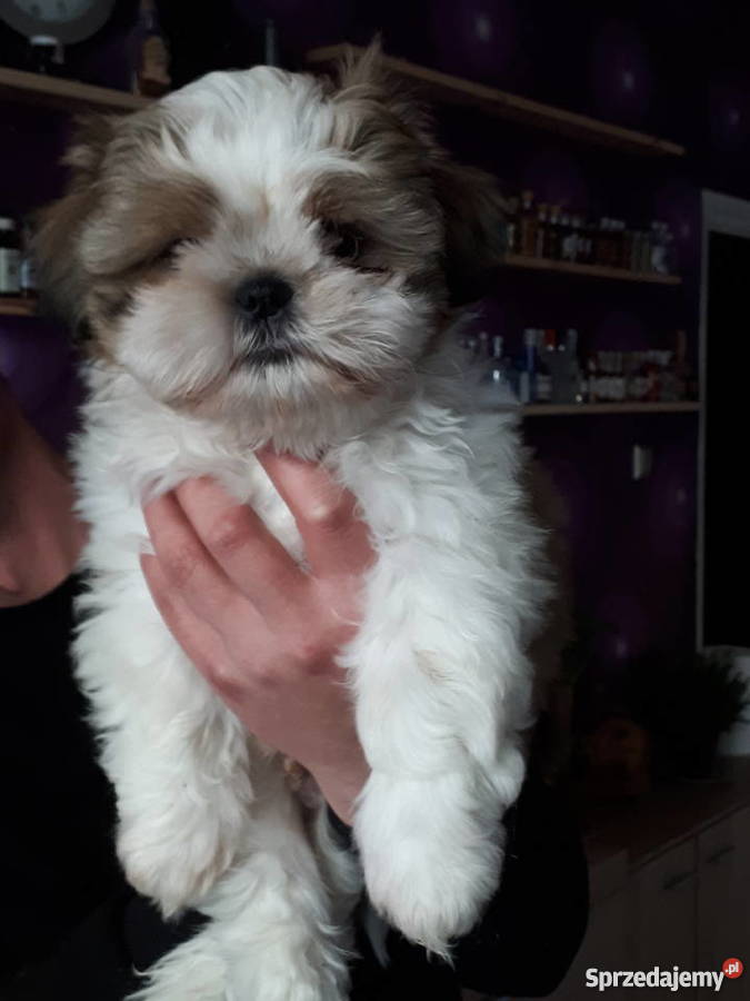 Sprzedam shih tzu Szczecin