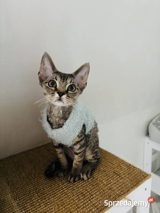 kocurek Devon Rex czarny Wrocław sprzedam