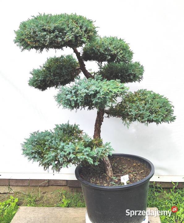 Bonsai Niwaki Jałowiec Blue Carpet Medynia Łańcucka