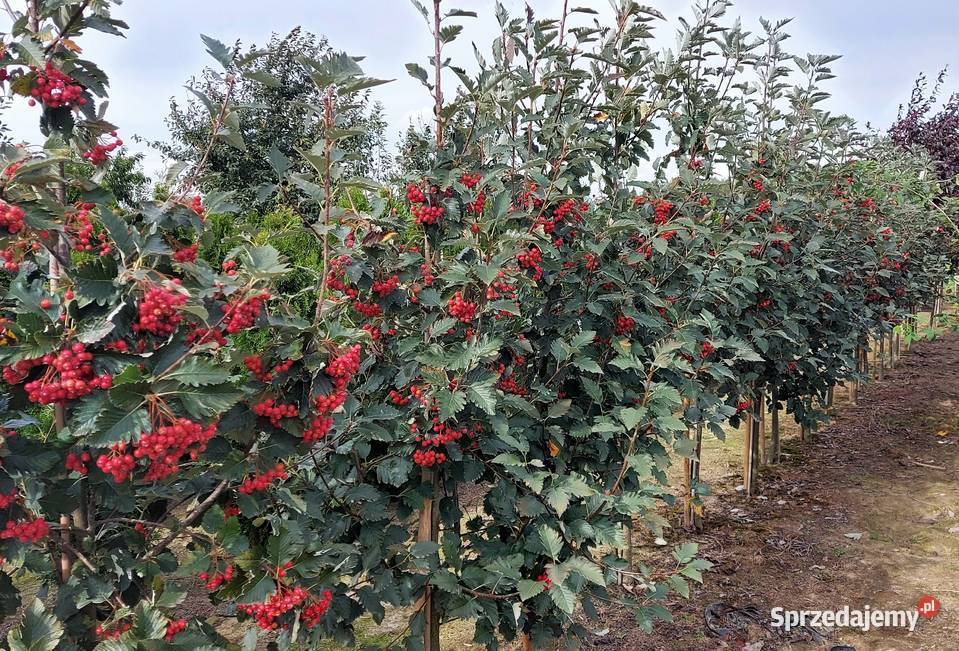 Jarząb szwedzki obwód 1014 Skała