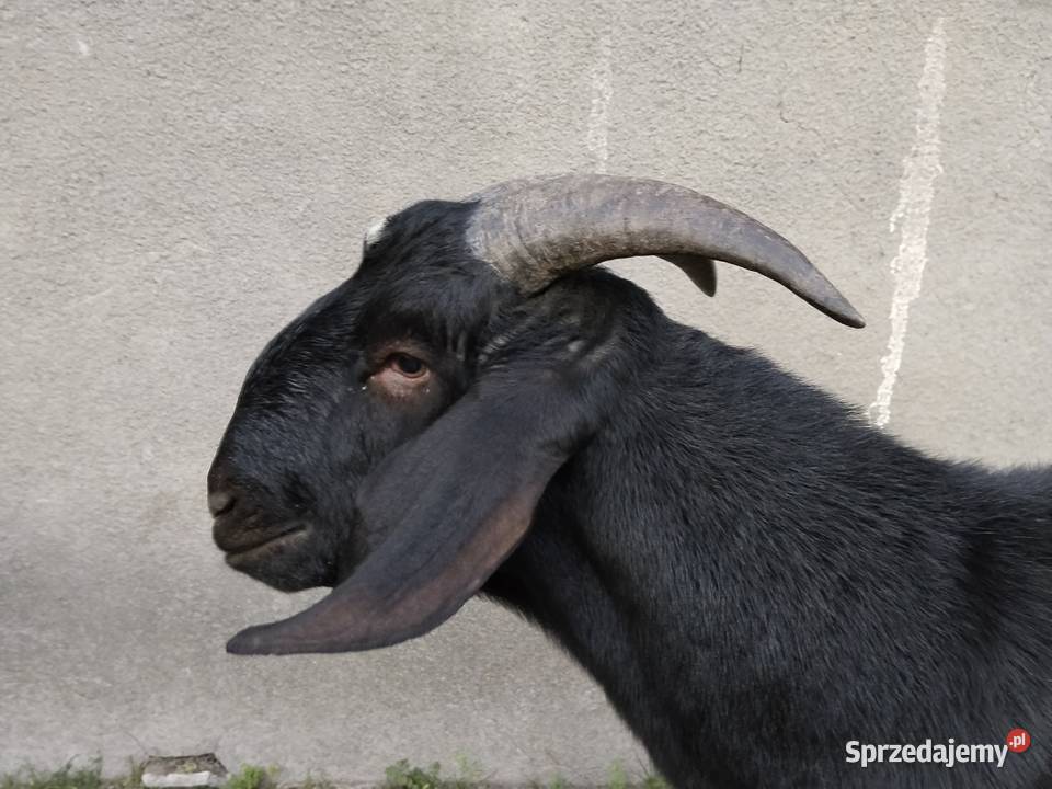 Kozioł Anglonubijski