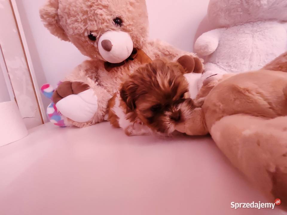 Shih tzu Lwówek