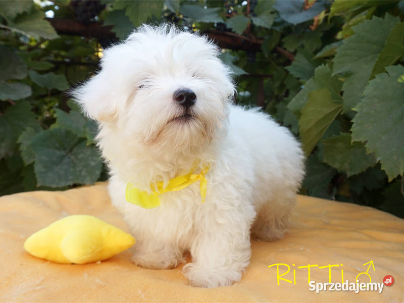 SAMIEC biały Coton De Tulear szczenię ZHPR UCI