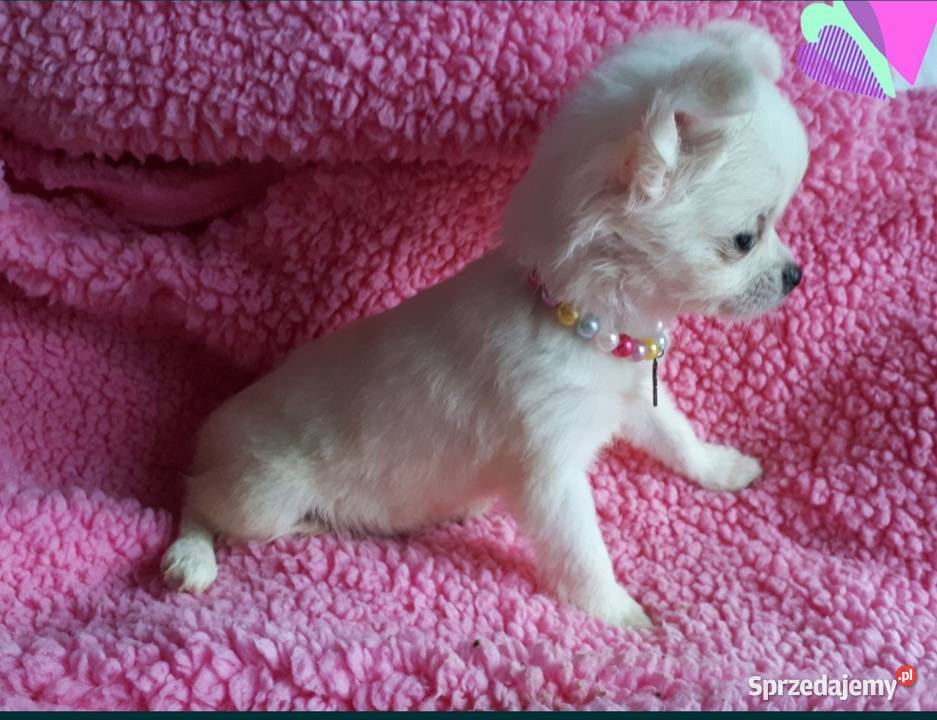 Chihuahua chłopiec dlugowlosy Inowrocław