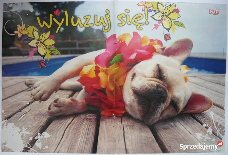 PLAKATY PIES PSY WYPRZEDAŻ ŚWIAT PLAKATÓW Pozostałe