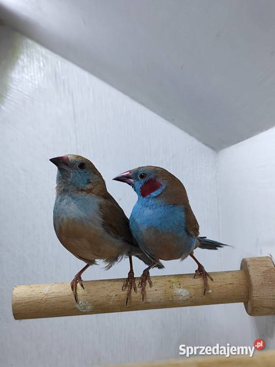 Motylik krasnouchy Astryld Astryldy para Myślenice