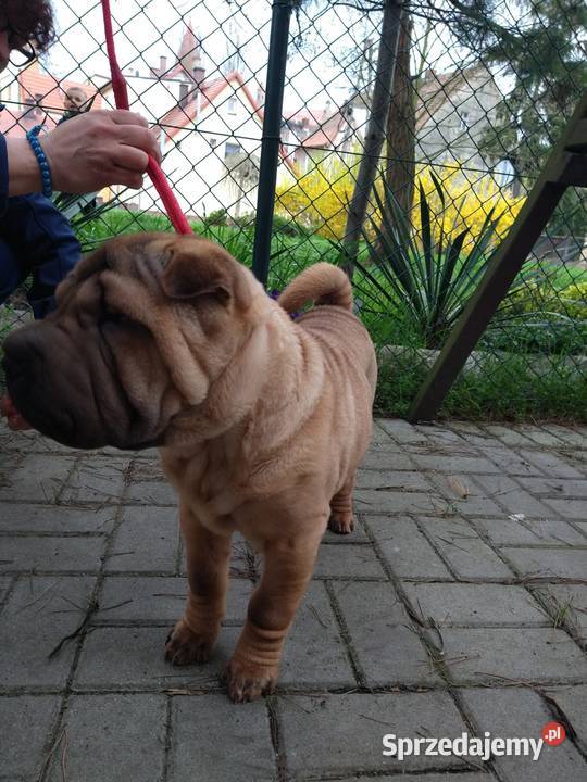 Shar pei szczeniaki wystawowe Opole