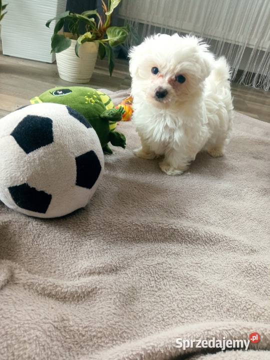 Maltańczyk piesek Dębica