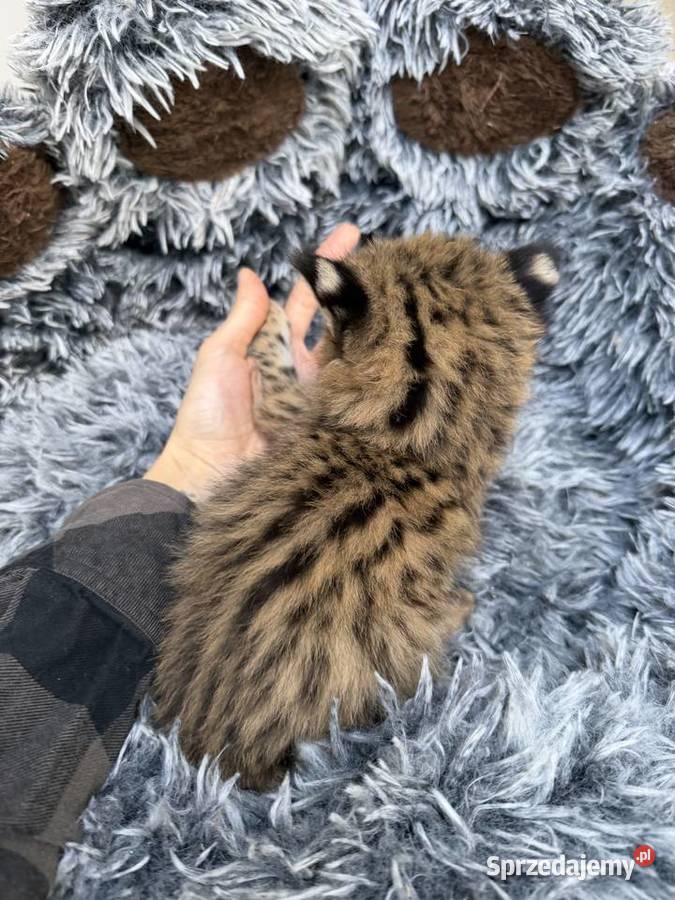 Samiec serwal małopolskie Kraków