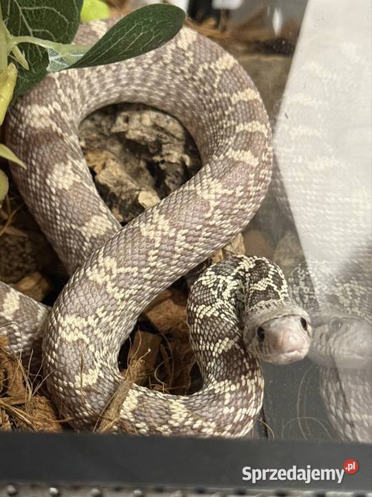 Samica wąż bull snake Łódź