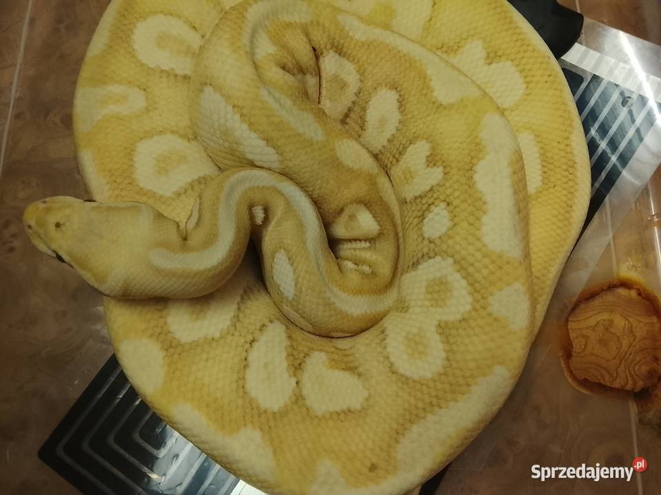 Pyton królewski gekon lamparci gekon Pozostałe Brodnica