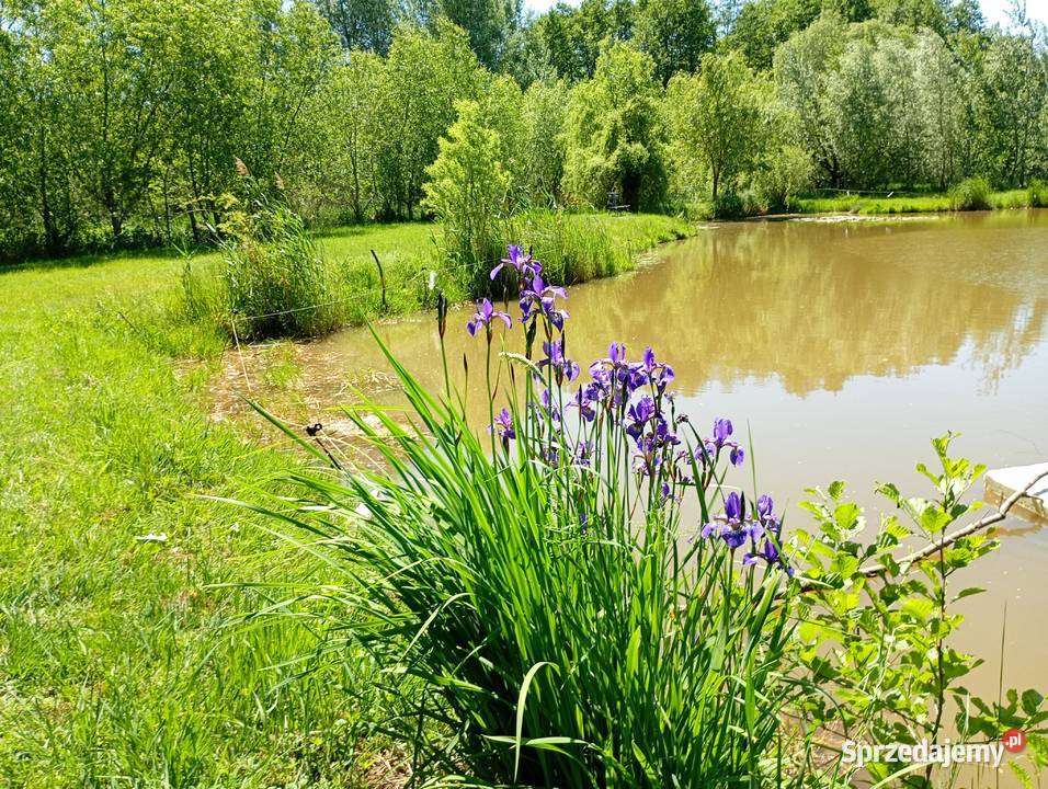 Działka