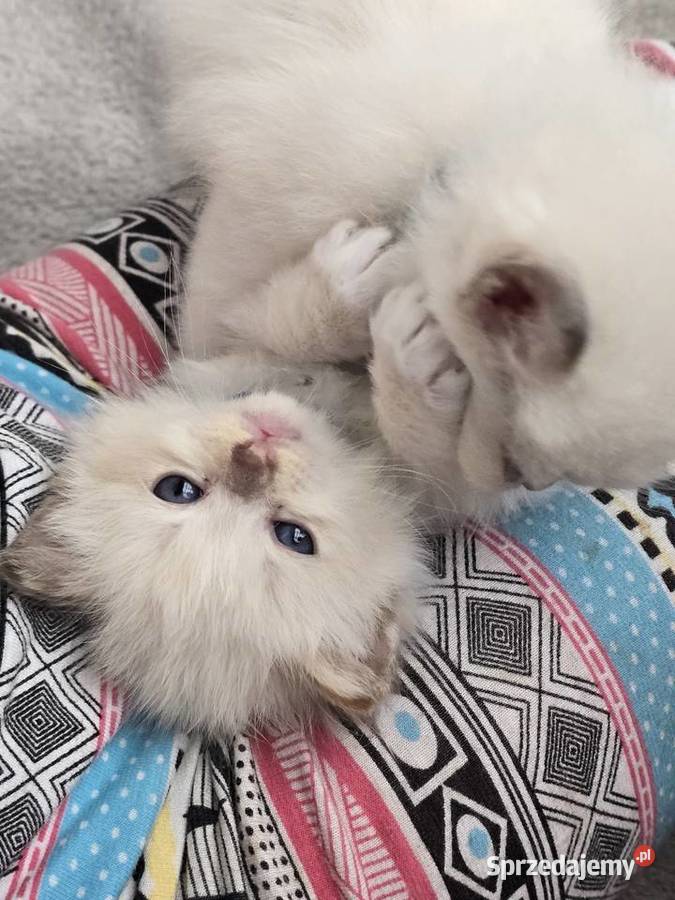 Ragdoll niespotykane kocięta w kolorze mink Zielona Góra