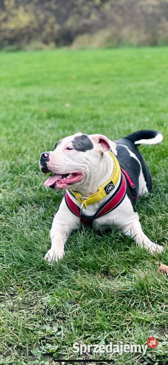 American Bully XL ABKC Poznań sprzedam