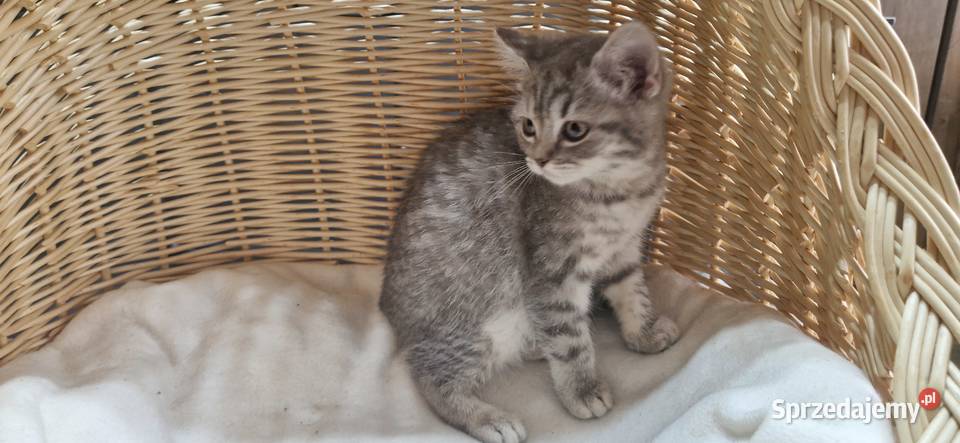 Kotka Szkocka zwisłoucha Silver Tabby