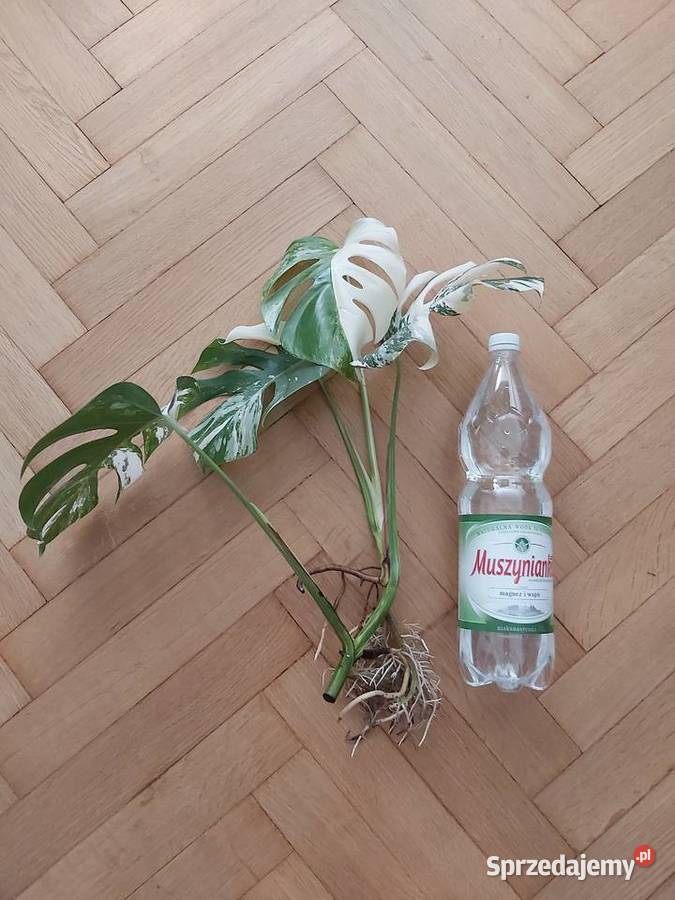 Monstera variegata Warszawa sprzedam