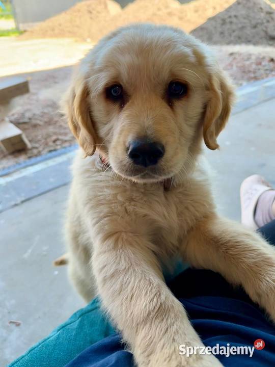 Golden Retriever szczeniak Radom