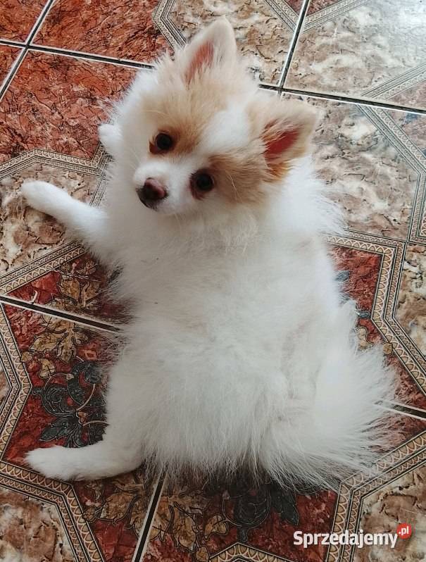 Szpic Miniaturowy Pomeranian Unikatowe Zgierz