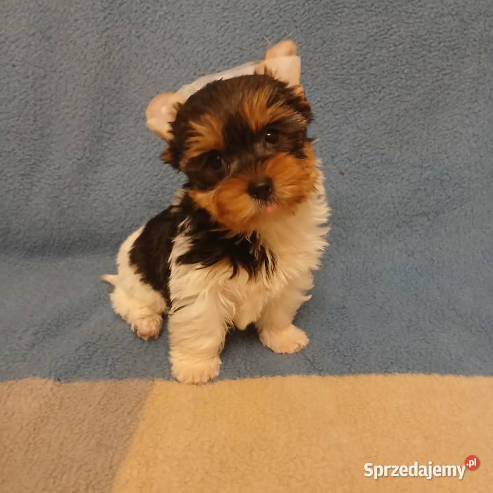 szczeniak york biewer samiec Rzeszów