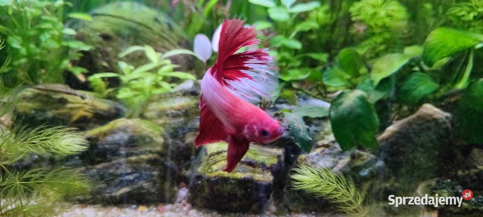 Sprzedam samca bojownika sprzedam