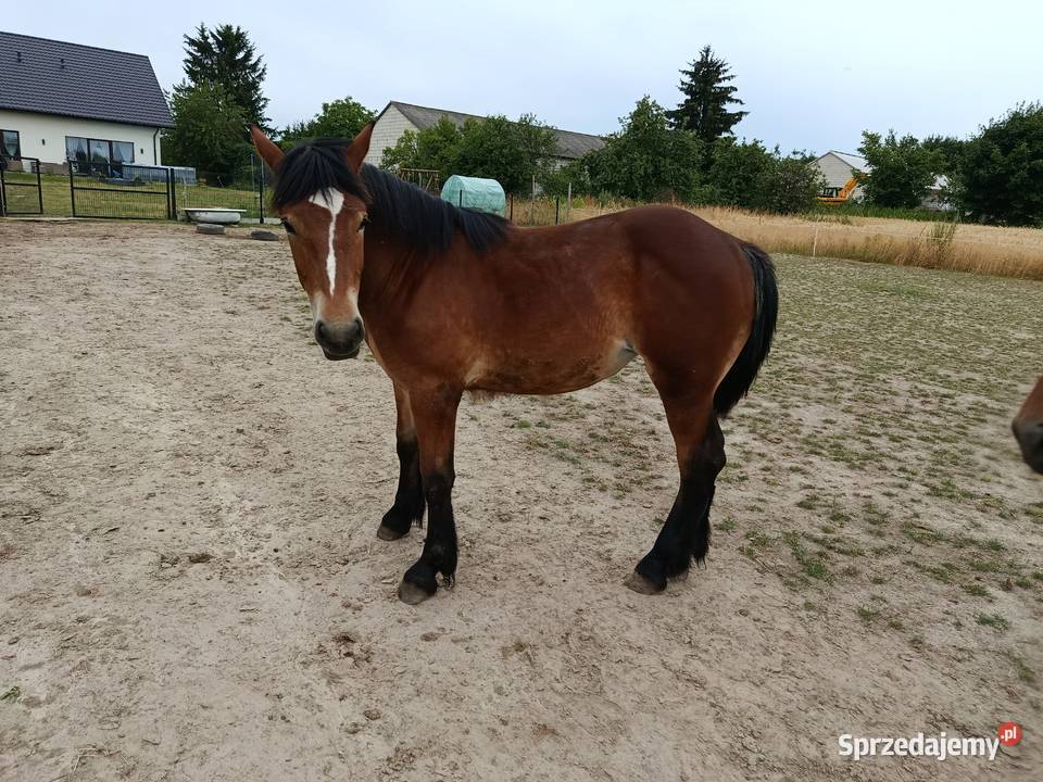 Źrebica PKZ Krasienin-Kolonia