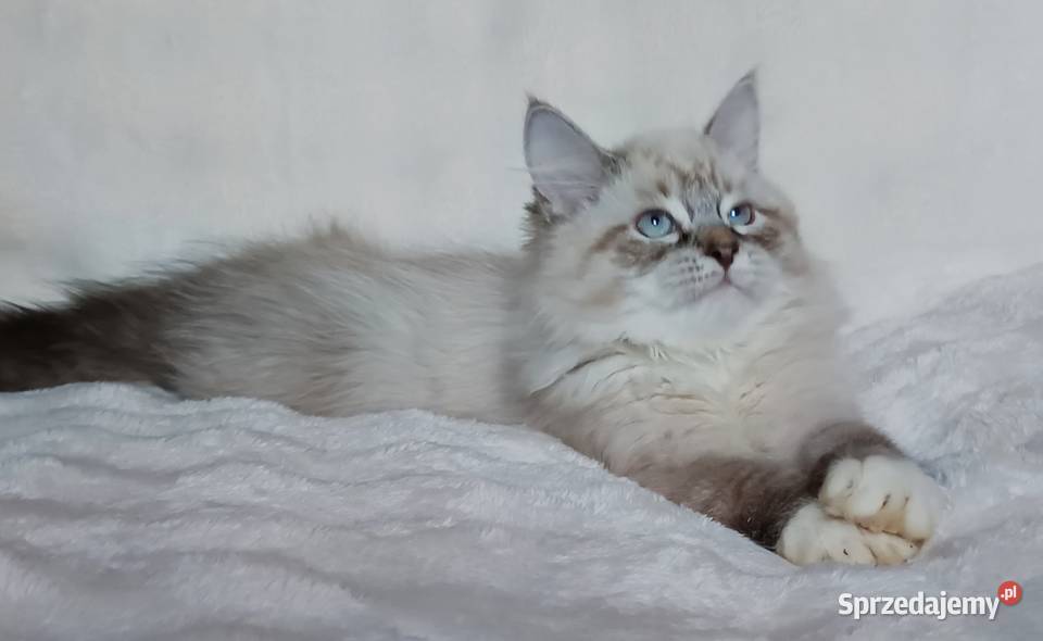Koty Syberyjskie Neva Masquerade LORD Kwilcz