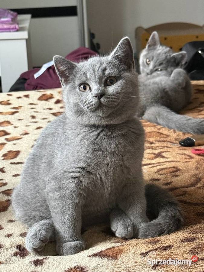 Kotek brytyjski krótkowłosy Kocurek Ryglice