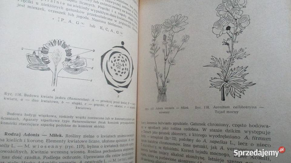 Systematyka roślin leczniczychPodręcznik biologia, ekologia łódzkie Łódź sprzedam