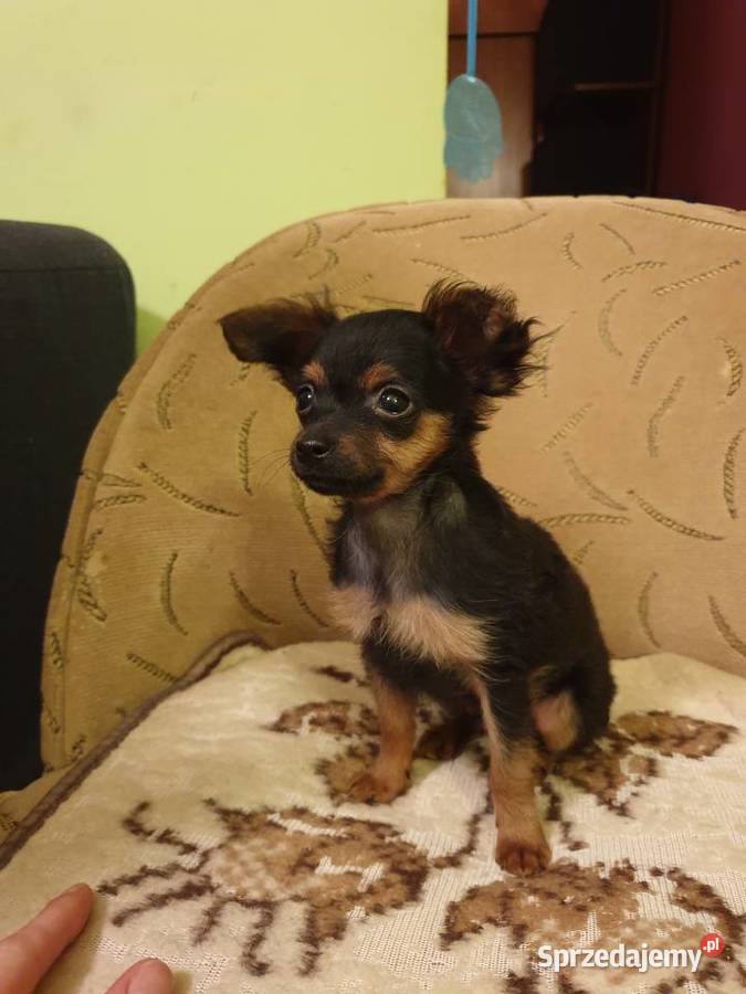 Sprzedam ratlerka Łódź