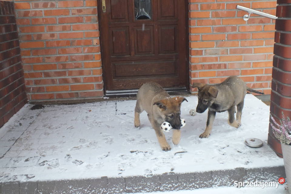 Owczarki niemieckie użytkowe