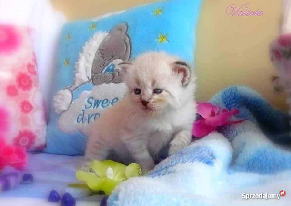 Kocięta syberyjskie rodowodowe Tczew