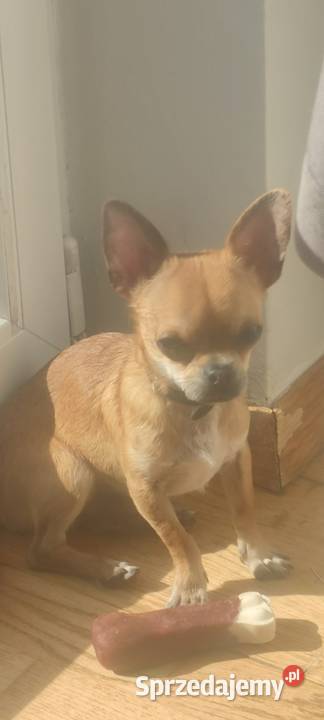 Mały piesek Chihuahua krótkowłosy beżowy Warszawa sprzedam