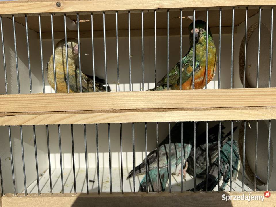 Sprzedam papugi różne gatunki Ptaki Jaworowa