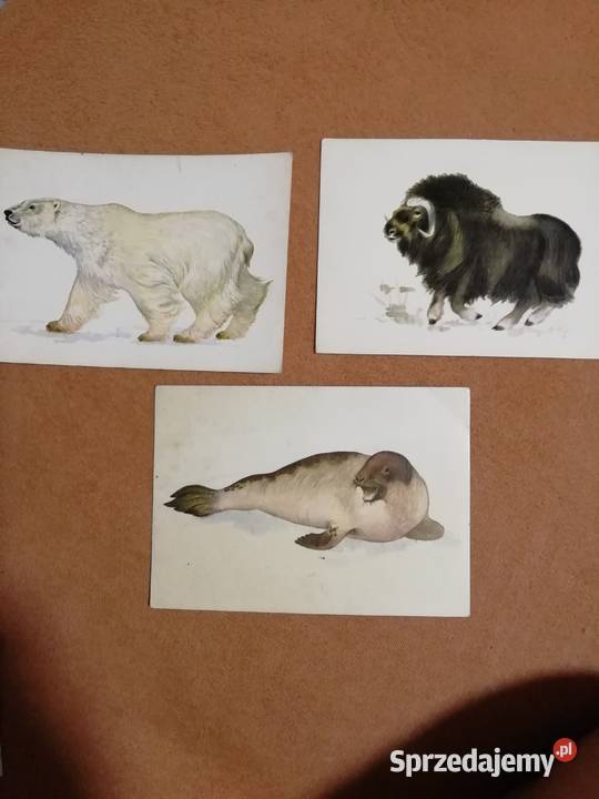 Berg Ssaki Arktyki kartki pocztowe