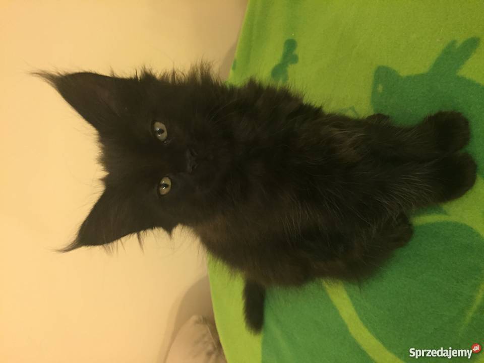 Maine Coon Urocze Kociaki