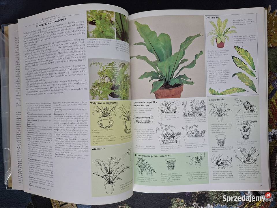 Pielęgnowanie roślin pokojowych David Longman ISBN 8309015593 Kraków