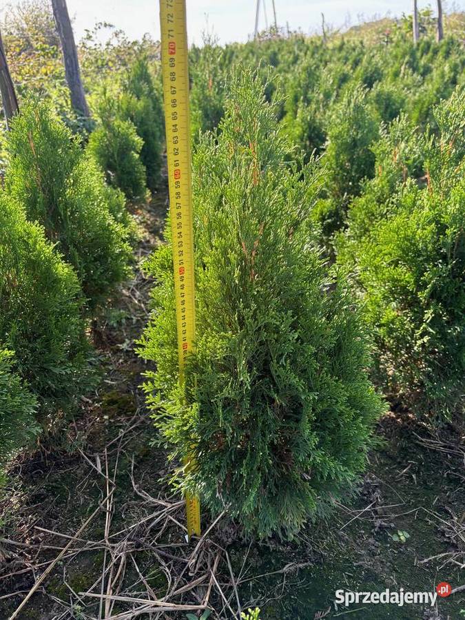 Tuja Szmargd Thuja Smaragd wysokość 80100