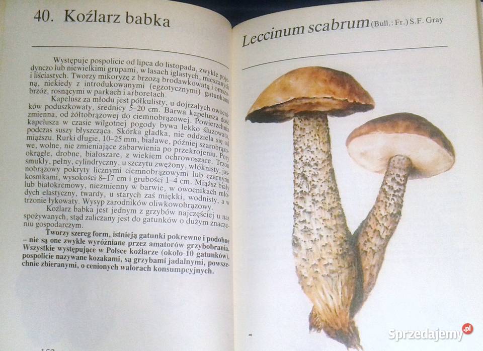 Grzyby leśne Andrzej Grzywacz JCarlos Nieto