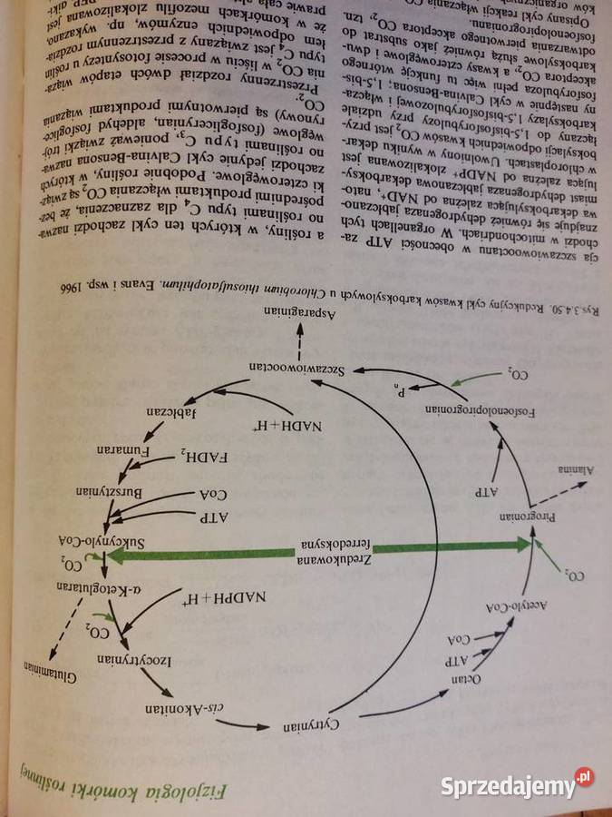 Fizjologia roślin Zurzycki J Michniewicz M biologia, ekologia Wrocław