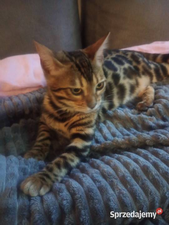 Sprzedam kotkę Bengalską Gorzów Wielkopolski sprzedam