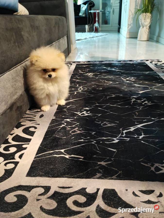 Pomeraniany suczki sprzedam