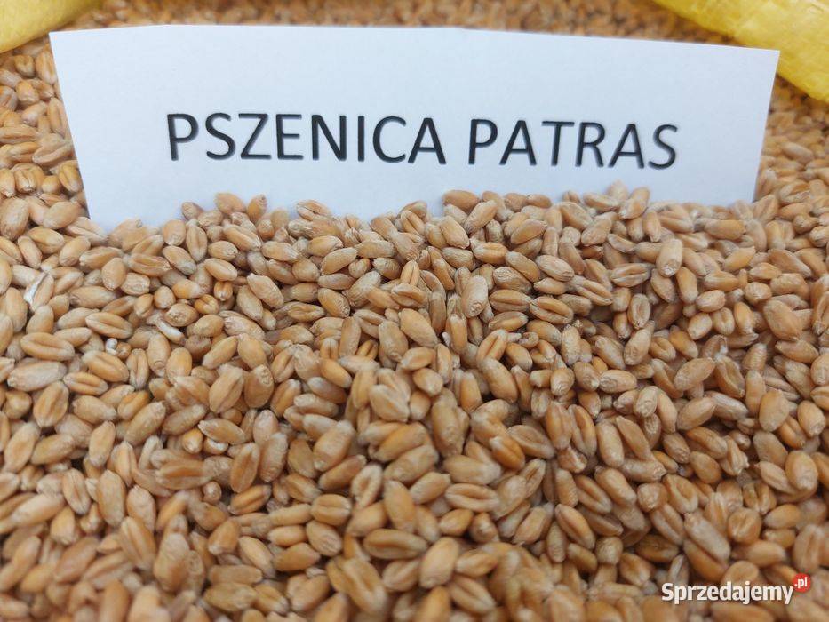 Pszenica ozima Pietras i Kilimanjaro czyszczona małopolskie Przydonica