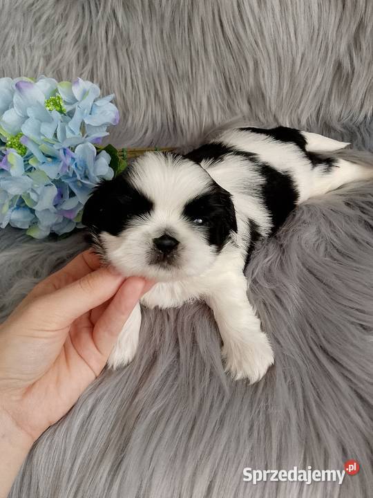 Śliczny piesek rasy shih tzu Kępno