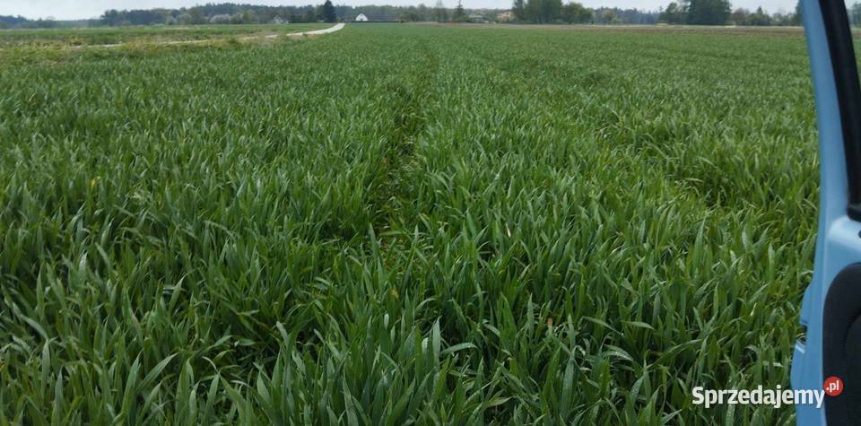 Pszenżyto Tadeus centrali świętokrzyskie Oksa