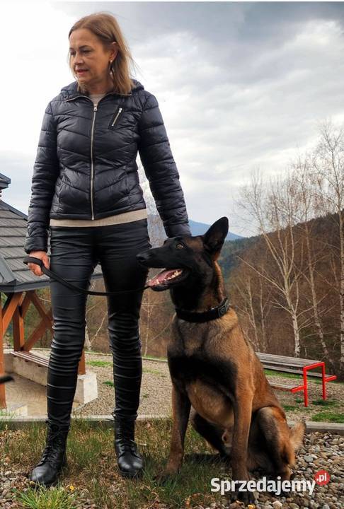 Owczarek belgijski Malinois FCI Nowy Sącz