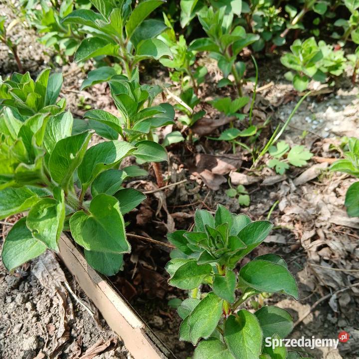 Tojeść kropkowana Nowy Sącz