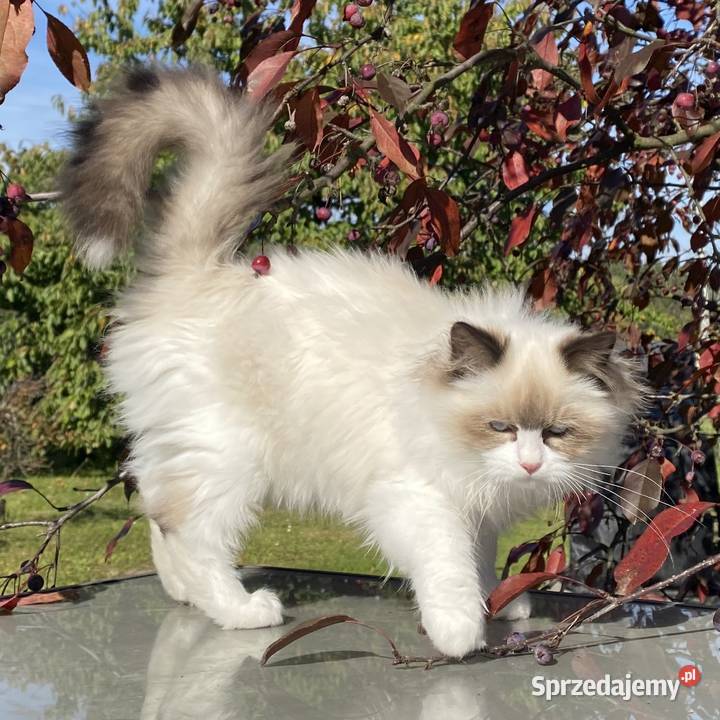 Kocurek Ragdoll FPL Łódź sprzedam