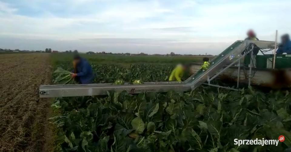 taśmociąg do zbioru kalafiora brokuła kapusty i Kalisz sprzedam
